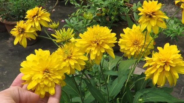 Rudbeckia Flower, Coneflower / Black eyed susan. How to Grow Rudbeckia Plant. Rudbeckia Laciniata смотреть онлайн