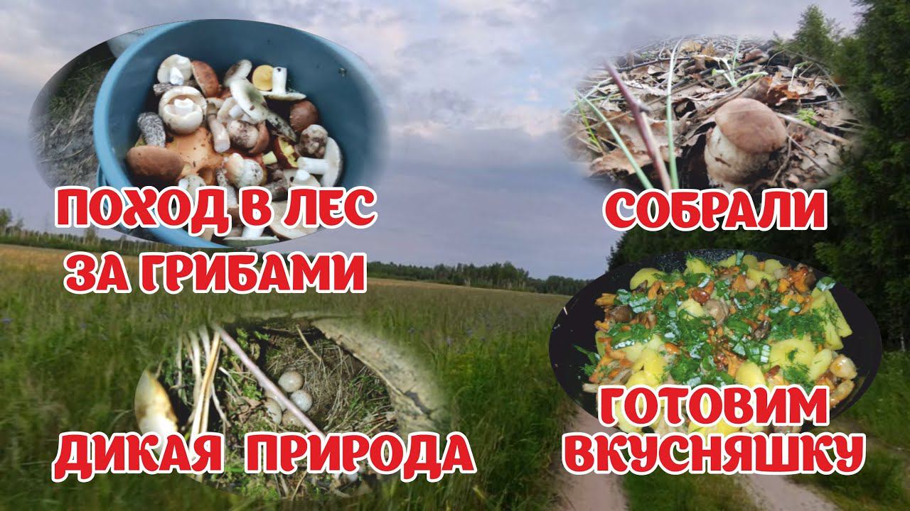 Поход за грибами. готовка на костре. хуторок Заречный. Домик в лесу на берегу речки