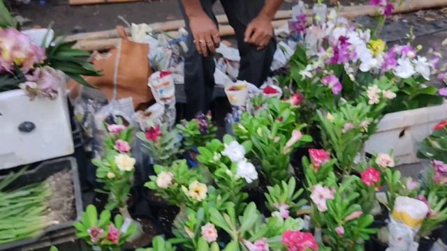 Galiff Street Indoor Plants Market | Adinum Orchid Hibiscus Chinese Togor Beli Flower At Tala Haat смотреть онлайн