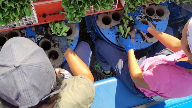 Ferrari FX Multipla Transplanter – High precision Radicchio transplant смотреть онлайн