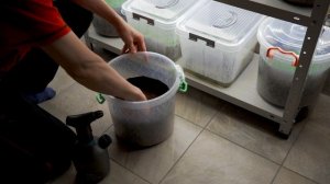 Аквариумные растения в теплице (часть 2)