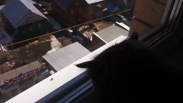 Моя кошка Бусинка смотреть онлайн