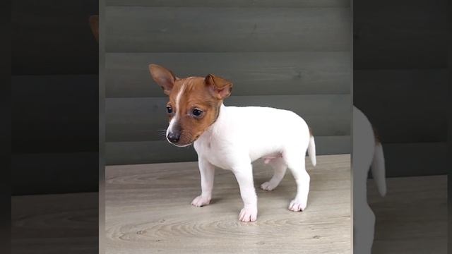 щенки американского той фокстерьера ???? https://instagram.com/kennel_littlebeast смотреть онлайн