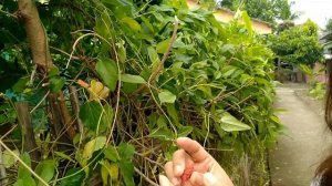 BUAH MURBEY ATAU MULBERRY DAN CINCAU