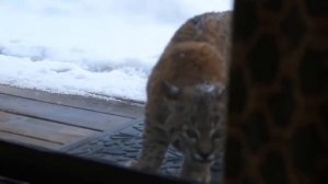 Домашний кот против рыси. Cat vs lynx.