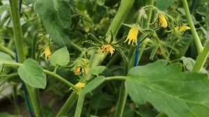 ФОРМИРОВКА ГРУППОВЫХ ТОМАТОВ В 1-2-3...5 СТЕБЛЕЙ.