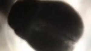 Размножение и развитие лягушки