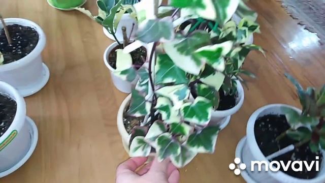 Обзор комнатных растений . Горят комнатные цветы летом  на южном окне? Что можно сделать? смотреть онлайн