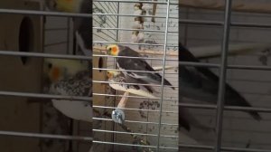 Кореллы спариваются