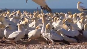 «Constellation Of Tatyana» (Yakuro)