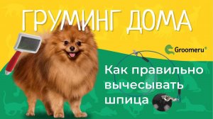 Груминг уход в домашних условиях: как правильно вычесывать шпица