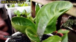 Harga Promo Ramadhan,,,ANTHURIUM JEMANI dan KUPING GAJAH