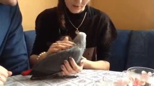 Жако-выкормыш из питомника "Королевский Попугай"