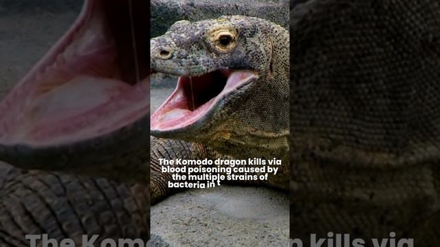 Are Komodo Dragons Venomous? Komodo Dragons Kill With Venom #animalfact #1minuteknowledge