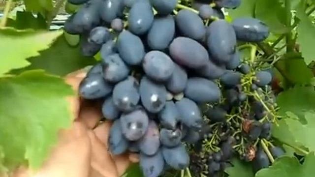 Сорт винограда Кодрянка.