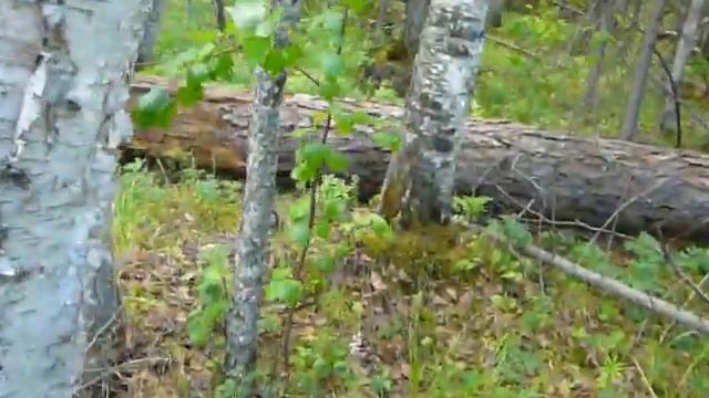 Ориентирование в еловом лесу (продолжение) 32