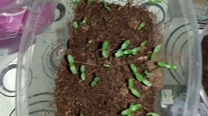 Пересадка любимого кактуса(перескии). Всходы пеларгонии, катарантуса. Семена колеуса.