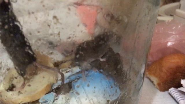 Бурозубка умывается смотреть онлайн