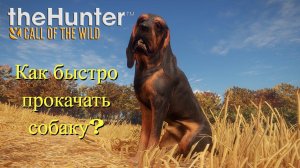 theHunter: Call of the Wild. Как быстро прокачать собаку?