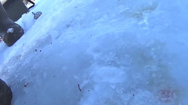 Как и на что ловить Чира, Нельму, Муксуна, в платных водоёмах ПОДМОСКОВЬЯ