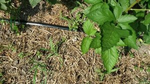 Обзор сортов ежевики Бжезина, Небеса и Вошито.