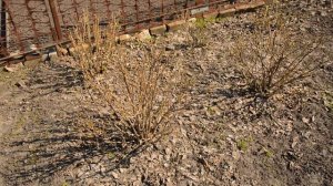 ?ЧЕМ УКРЫТЬ НА ЗИМУ КЛУБНИКУ?ЧЕСНОК?МАЛИНУ И ЛУК? Все тонкости материала для укрытия на зиму?