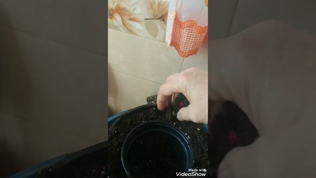 Часть 4. Выращивание маточников и черенков петунии серии Тайдал Вейв и Изи Вейв. смотреть онлайн