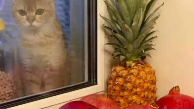 Королевская академия и котики смотреть онлайн