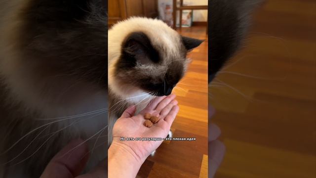 Могут ли люди есть кошачью еду?