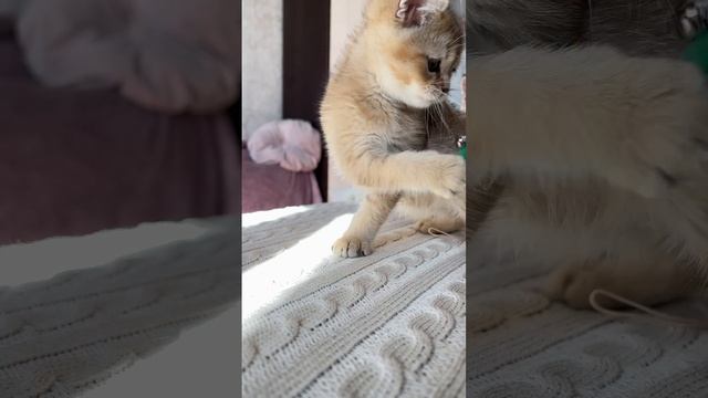 День котенка Оскара. Порода британская золотая шиншилла