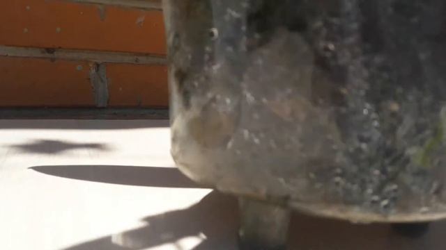 Моя орхидея фаленопсис "Golden river" (Золотая река) или "Африканский закат". ????? смотреть онлайн