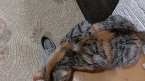 Кошка не идет в свой  туалет,а хочет в раковину писать