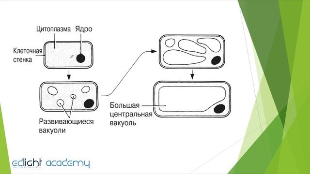 29. Рост и развитие. Часть 6 смотреть онлайн