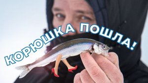 КОРЮШКА ПОШЛА!!!! Рыбалка на Финском заливе. Как ловить корюшку зимой?