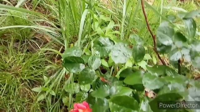 Цветут розы Милана. смотреть онлайн