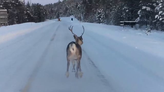 Inari, Finland смотреть онлайн