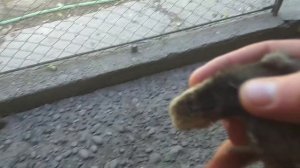 Цыплята гибриды в результате скрещивания пароды кур "Шабо" и "сибрайт"