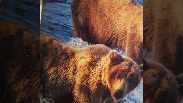 Продолжение смотреть онлайн