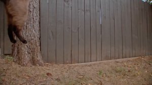 Кошка Бегает и Прыгает в 4K Замедленной Съёмке - Slow mo