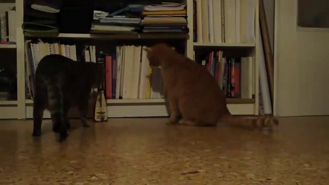 Clip mèo và máy đánh nhịp Tin, Video clip, Hình ảnh Ngôi Sao смотреть онлайн