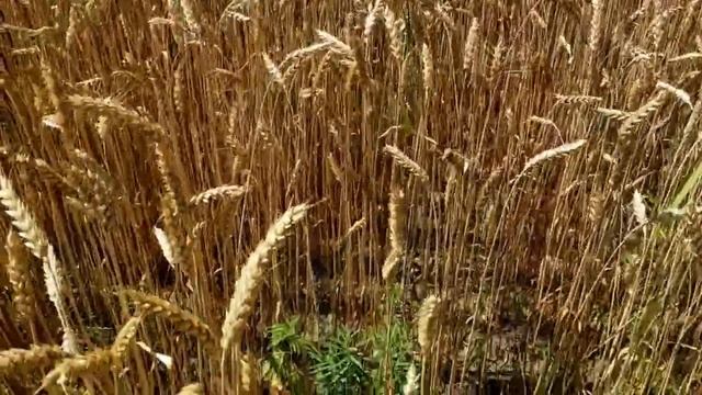 САМВЕЛ АДАМЯН ВОТ ЭТО ЧИХНУЛ ЧУТЬ МАШИНУ НЕ ЗАЛИЛ. МАТЬ КУПИЛА ЗАПРЕЩЁНКИ смотреть онлайн