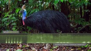 Cassowary Sound & Calls - The deep growls & rumbles of a Southern Cassowary