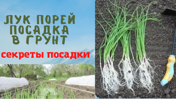 Лук порей посадка в открытый грунт и некоторые секреты посадки смотреть онлайн