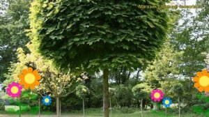 Клен остролистный Глобозум. Краткий обзор, описание характеристик acer platanoides Globosum