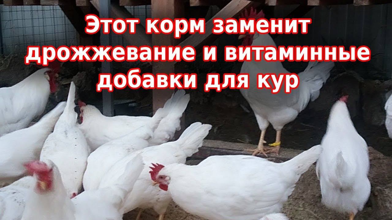 Ферментация зерна и зерносмеси повышает иммунитет и яйценоскость кур  Правильный корм для кур
