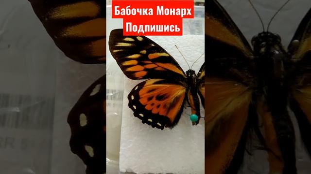 БАБОЧКА МОНАРХ ФАУНА УКРАИНЫ