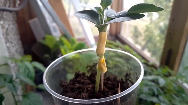 Как привить арбуз на лагенарию видео. Подвой арбуза на лагенарию