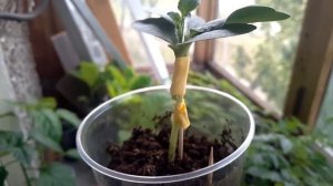 Арбузы 2020. Прививка арбуза на лагенарию