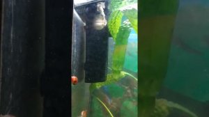 Аквариумные рыбки. Беременность гуппи.