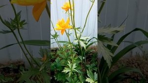 Китайская купальница